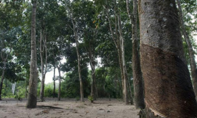 Bosque Nacional Tapajos, Brasil.