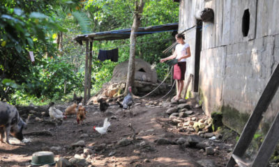 Foto de archivo: FAO Una agricultora alimenta a sus animales en una granja familiar en Nicaragua