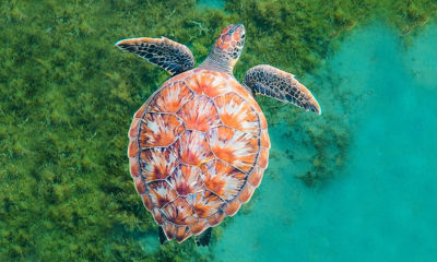 Coral Reef Image Bank/Michele Roux Una tortuga nada en el océano cerca de la isla caribeña de Martinica.