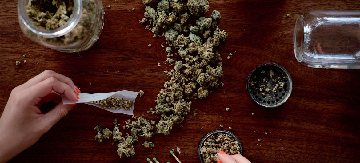 La potencia del cannabis se ha cuadruplicado en los últimos 24 años.