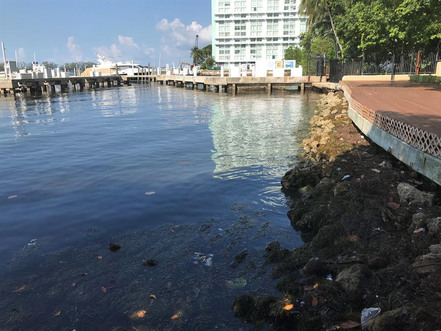 Fotografía a las orillas de la Bahía Vizcaína, en la que se aprecia la contaminación por plásticos y algas tóxicas, hoy en Miami (EE. UU). La Bahía Vizcaína (Biscayne Bay), un tesoro ecológico ubicado en el condado de Miami-Dade (Florida, EE.UU.), se encuentra en grave peligro por la contaminación de sus aguas, rodeada de amenazas sobre las que científicos y cineastas de Miami alertan ahora a la población y las autoridades. Concienciar sobre el peligro es el fin de los vídeos ganadores de un concurso que pone en valor la maravilla de este entorno marino con la implicación de dos científicas y una "sirena" que vive en la bahía. EFE/ Ana Mengotti