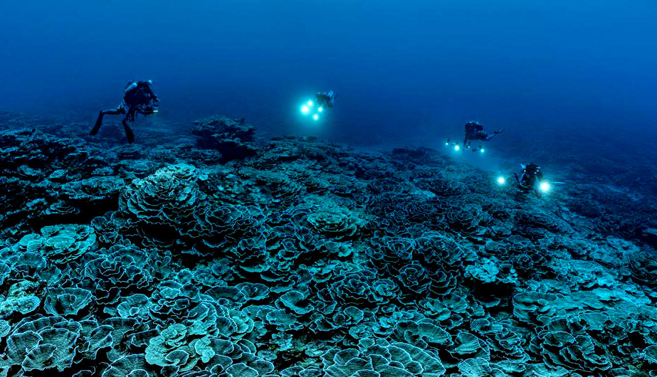 Corales gigantes, en forma de rosas, fueron descubiertos a profundidades mayores a las usuales en aguas de Tahití, en la Polinesia Francesa, lo que puede arrojar datos útiles para favorecer la conservación de esos ecosistemas que albergan una buena parte de la vida marina. Foto: Alexis Rosenfeld/Unesco