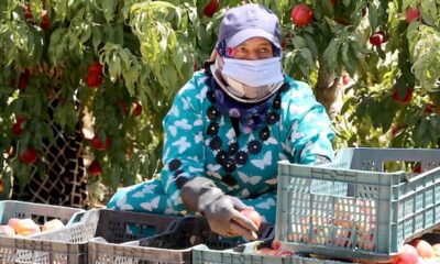 Una trabajadora en una finca agrícola en Jordania. Imagen: Abdel Hameed Al Nasier / OIT
