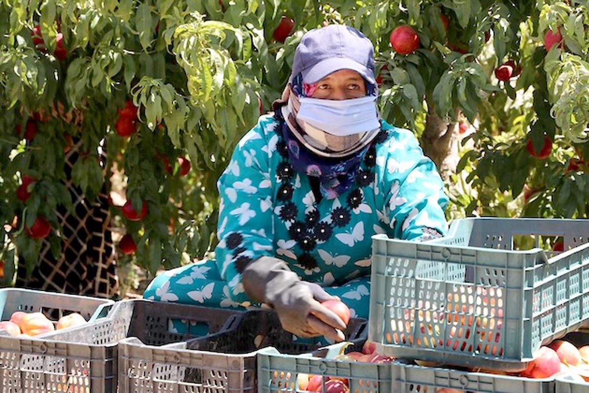 Una trabajadora en una finca agrícola en Jordania. Imagen: Abdel Hameed Al Nasier / OIT