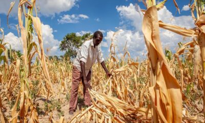 Un campo de maíz estropeado por la sequía en Zambia, uno de los países que ha declarado la emergencia mientras lucha contra los efectos de El Niño.