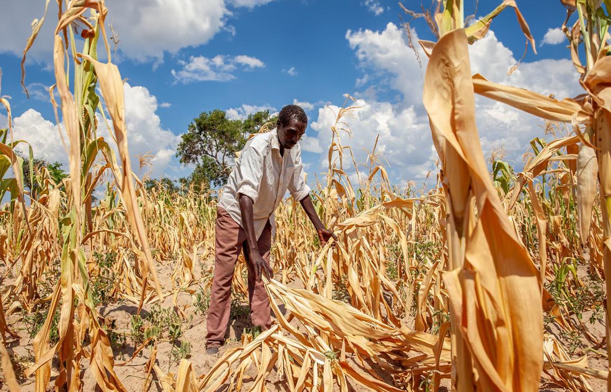 Un campo de maíz estropeado por la sequía en Zambia, uno de los países que ha declarado la emergencia mientras lucha contra los efectos de El Niño.