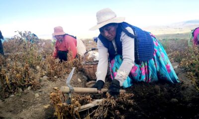 © FAO/R. Pérez Albrecht Productores de patatas en Santiago de Huata, La Paz, Bolivia.