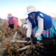 © FAO/R. Pérez Albrecht Productores de patatas en Santiago de Huata, La Paz, Bolivia.