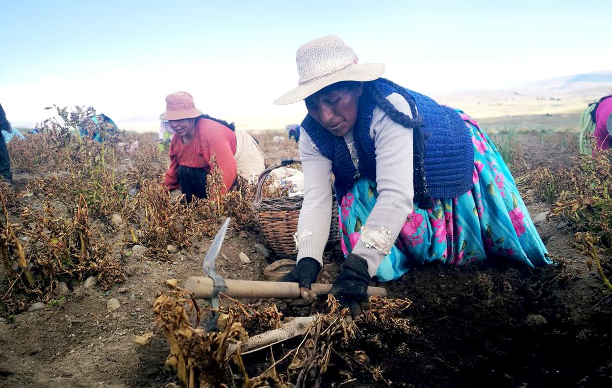 © FAO/R. Pérez Albrecht Productores de patatas en Santiago de Huata, La Paz, Bolivia.